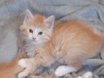 SnowKitten