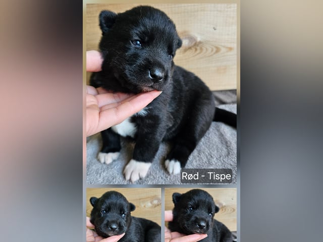 Hvalp: Rød tispe