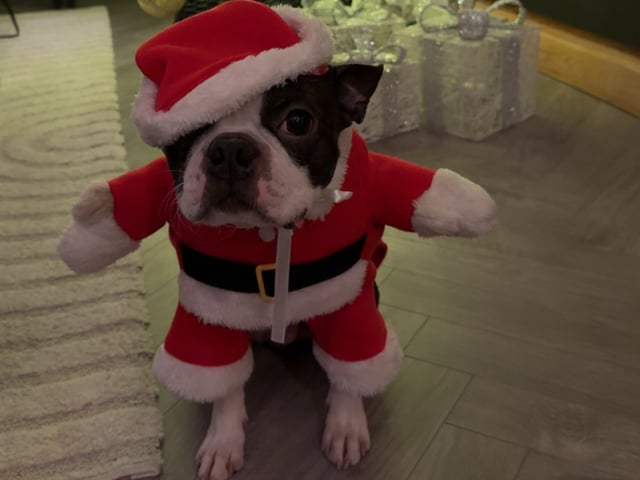 Boston terrier