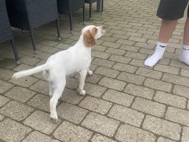 Engelsk setter