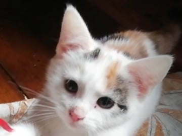Maine Coon · Jordbro · Ditta R.