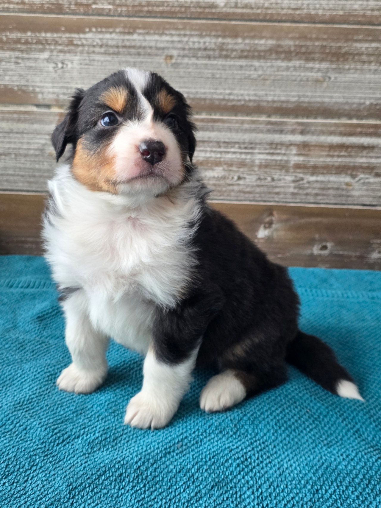 Aussie Bio Gård