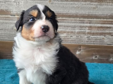 Aussie Bio Gård