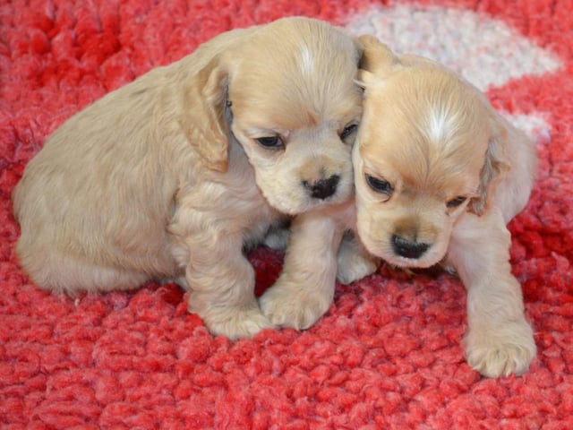 Amerikansk cocker spaniel