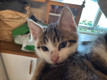 Bondkatt · Sävsjö · Zsolt H.