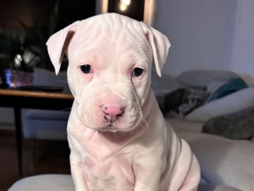 American Staffordshire Terrier · Köping · Hannah Östensson Lindqvist