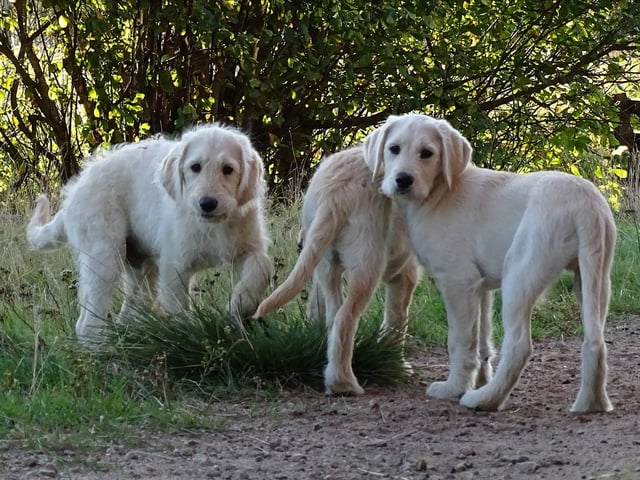 Labradoodle · överkalix · Humlehjarta