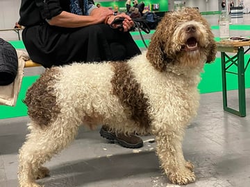 Kennel Bellamigo
