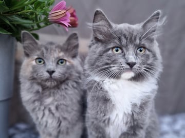 Blandras · Umeå · Annas katter
