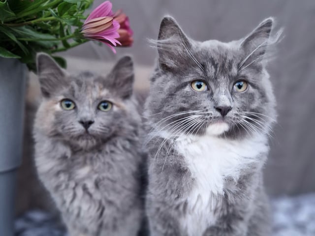 Blandras · Umeå · Annas katter
