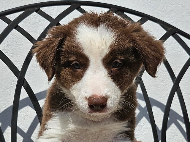 Border collie