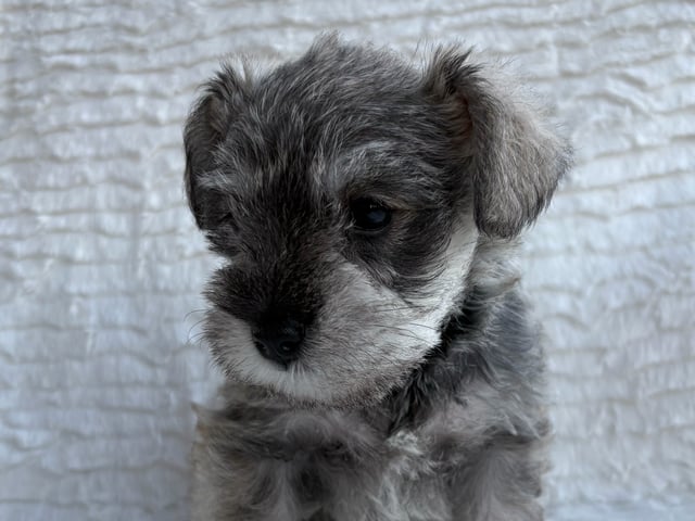 Puppy: Encalnas' Diva