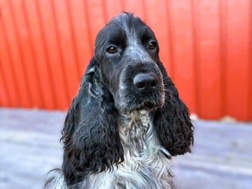 Passion Spaniels