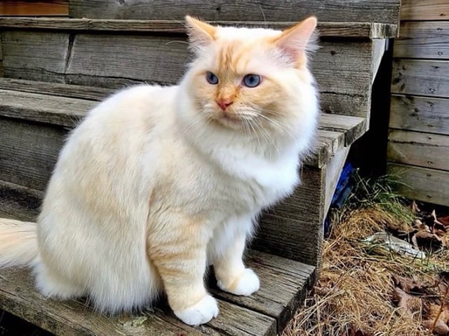 Ragdoll kattunge med Sverak stamtavla
