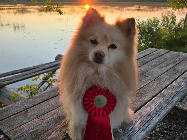 German Spitz – Mittelspitz · Luleå · Dålakungens kennel