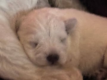Vit dvärgschnauzer · Svedala · Tabus Dream
