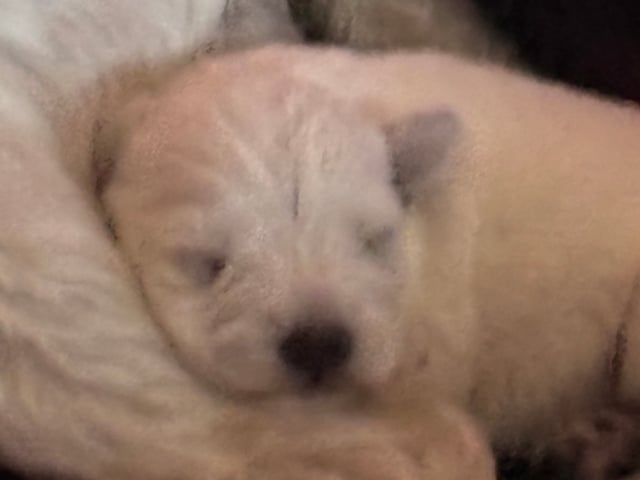 Vit dvärgschnauzer · Svedala · Tabus Dream