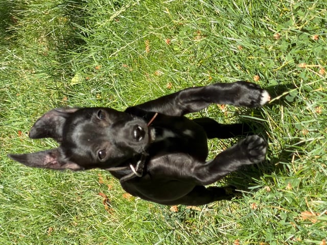 Xoloitzcuintle