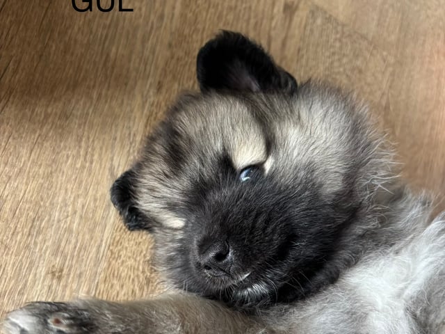 Keeshond