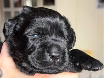 Labrador retriever · Erdal · Annettes Dreamangel