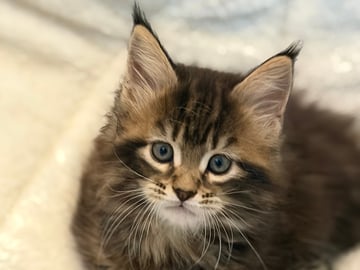 Höjden’s Lynx