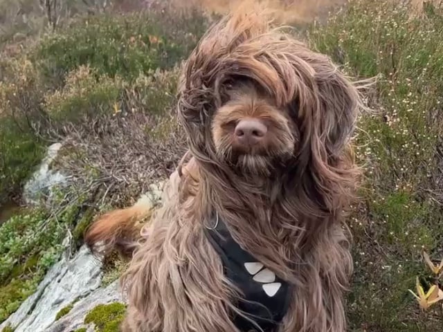Portugisisk vandhund