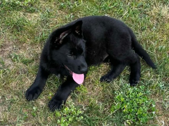Schæferhund