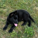 Schäferhund