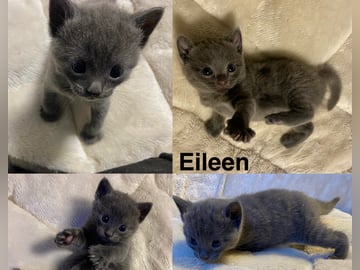 Maine coon / ragdoll / mix · Ursviken · Karin T.