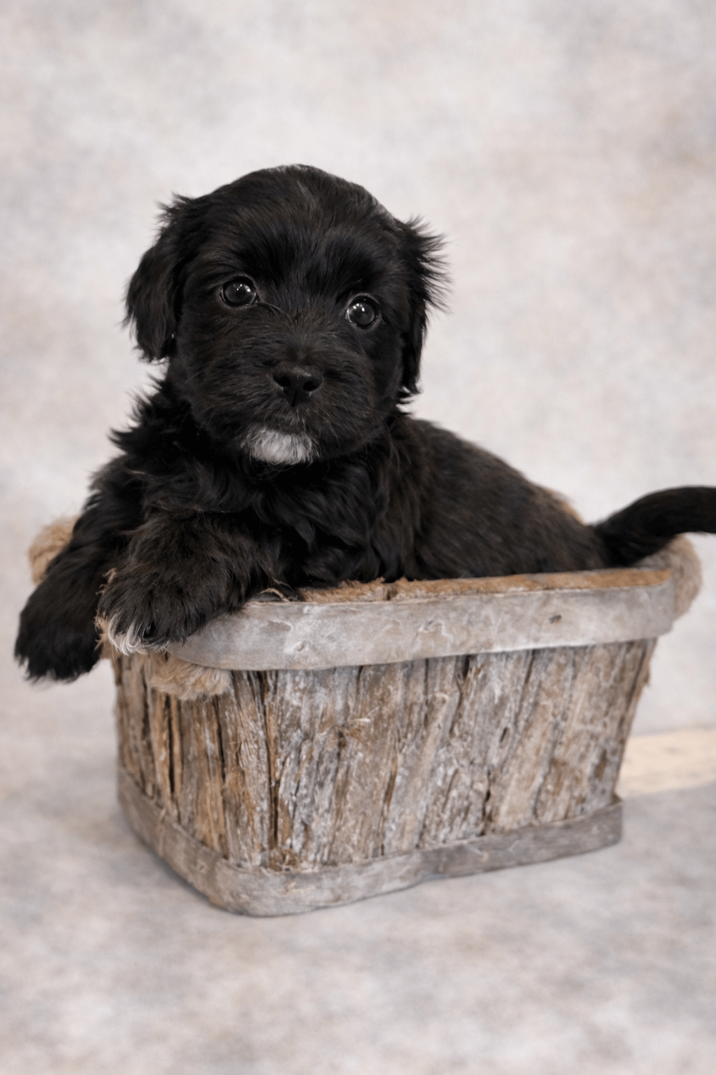 Vaktmästarboställets kennel