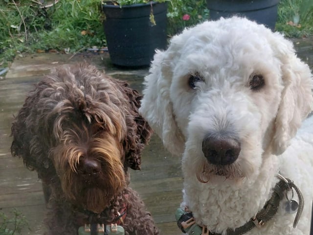 Goldendoodle