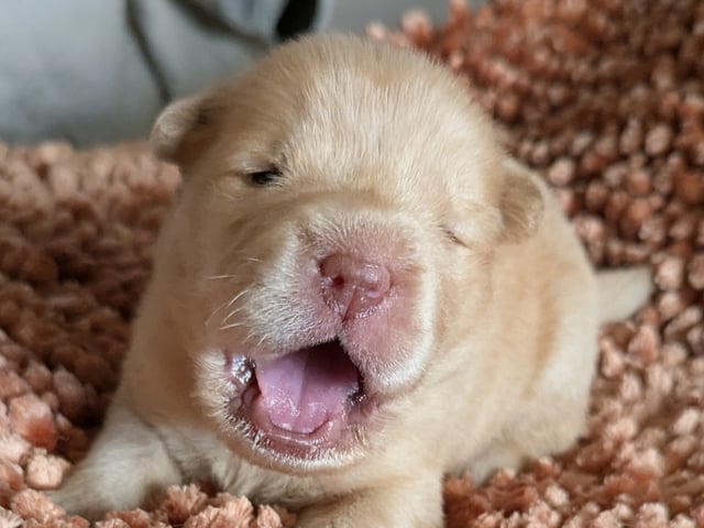 Shar pei