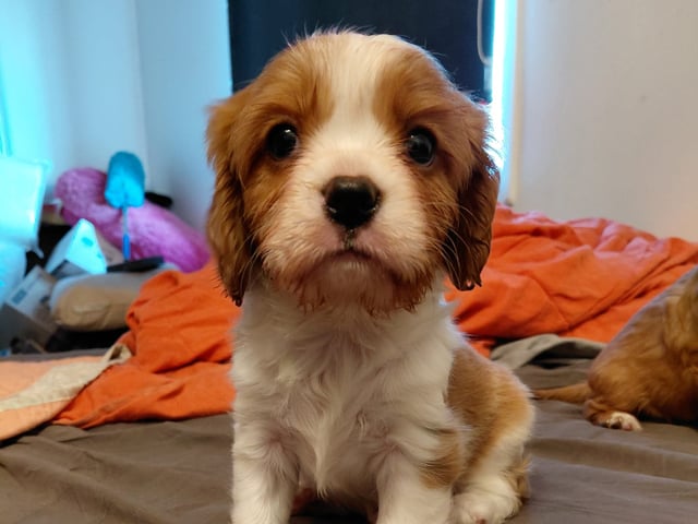 Cavalier king charles spaniel