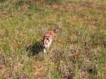 Norsk lundehund · Sørskogbygda · Furukollens