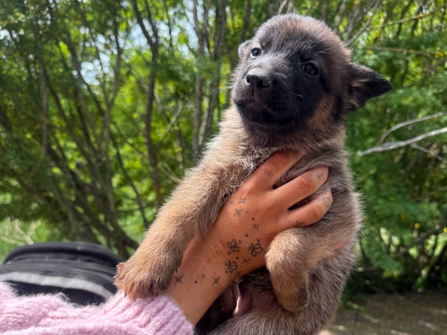 Belgisk hyrdehund – malinois