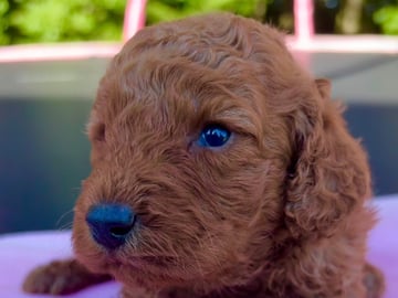 Labradoodle · Vittsjö · Fluffssons