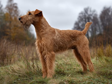 Irländsk terrier