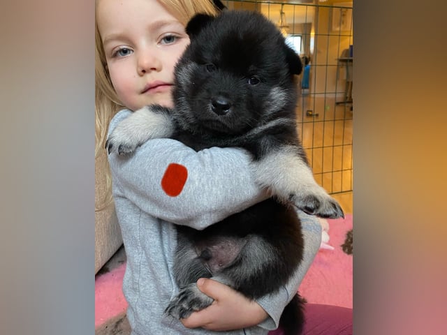 Eurasier