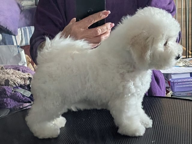 Bichon frisé