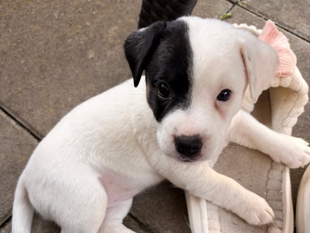 Jack Russell terrier