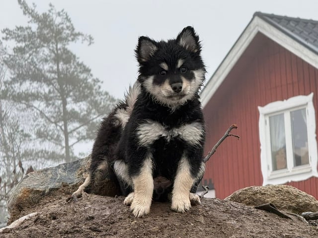 Finsk lapphund