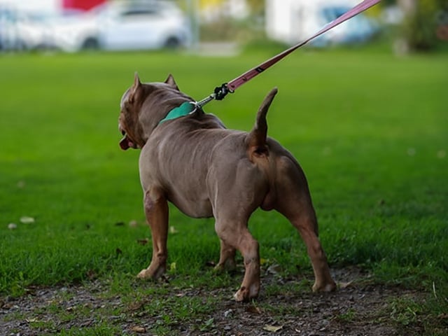 American bully valpar