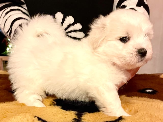 Coton de Tuléar