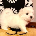 Coton de Tulear