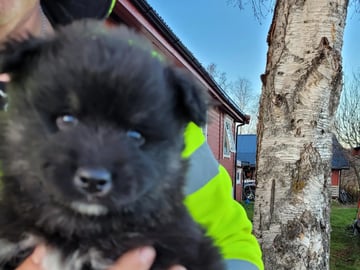 Finsk lapphund · Storsteinnes · Tanja Renate Bjørkli