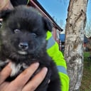 Finsk lapphund