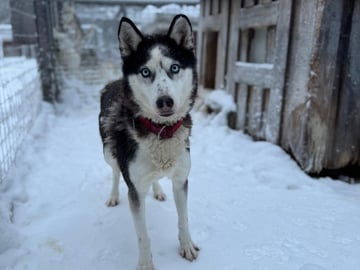 Siberian husky · Gunnarsbyn · Festina Lente