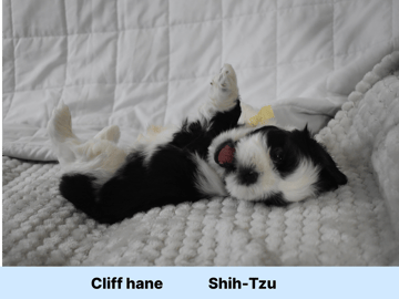 The merry shih-tzu family
