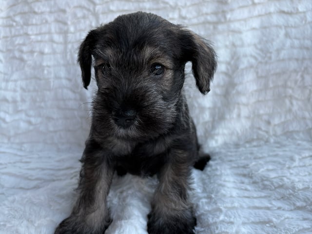 Puppy: Encalnas' Dylan