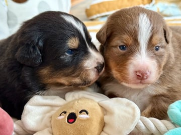 Maple Force Aussies